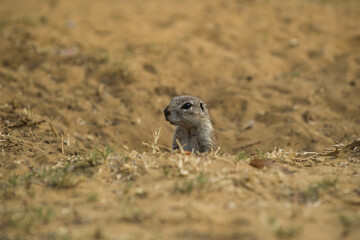 Ground squirrel peeking out of den