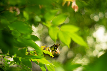 ence,Happiness is a butterfly, butterflies in bowl on table,Surface level of butterflies on ground,butterfly on plant stem,butterfly, insect, macro, nature, View of butterflies