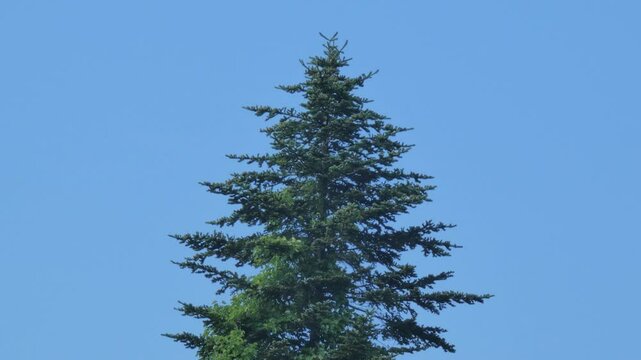 青空と一本のトドマツ