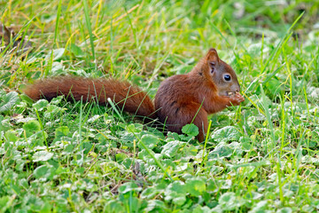 Eichhörnchen