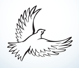 Vector drawing. Cute flying dove