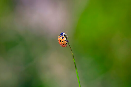 Ladybug on blade of grass