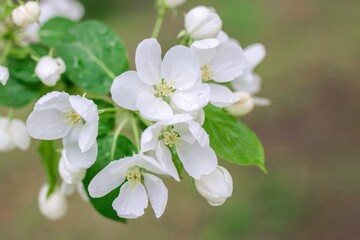 White flowers of apple tree blossom with raindrops on blurred background. Focus on foreground.