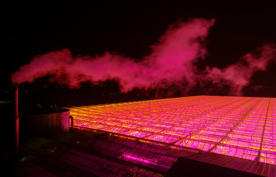 Pink illuminated greenhouses with LED lighting at night