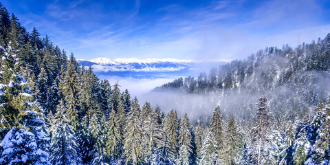 pine trees covered by snow aerial view