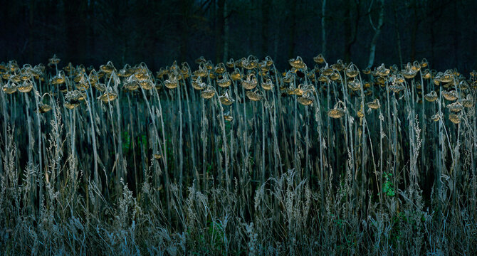 Sunflower field during winter in Netherlands - Powered by Adobe
