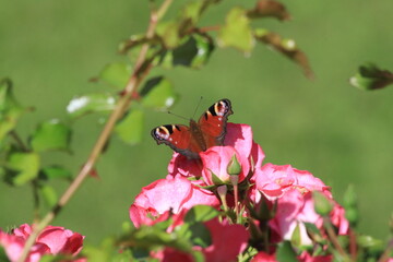 Roter Schmetterling auf dem Rosenbusch