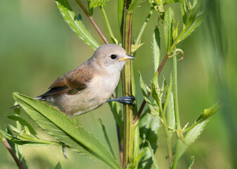 Eurasian penduline tit, remiz pendulinus. A young bird sits on the stem of a plant on a riverbank