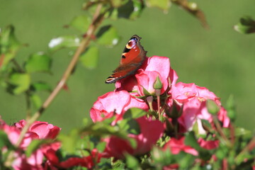 Roter Schmetterling auf dem Rosenbusch