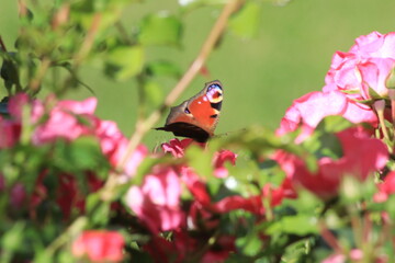 Roter Schmetterling auf dem Rosenbusch