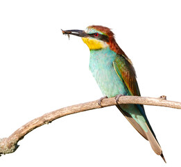 European bee-eater, merops apiaster. A bird sits on a branch with prey. White background, isolated