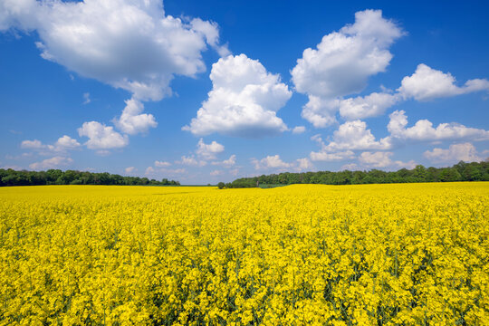 Germany, Baden-Wurttemberg, Clouds over vast oilseed rape field in spring