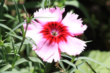 Gelbe Blumen im Garten