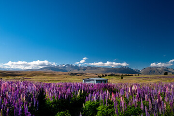 Obraz premium A breathtaking view of a snow-capped mountain under a partly cloudy sky, overlooking a vast lake and green forested hills. This serene and majestic landscape captures the raw beauty of nature and the