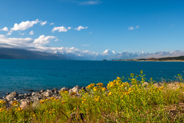 A vibrant field of wildflowers with a rustic cabin and a backdrop of distant mountains under a bright blue sky. The picturesque scene captures the tranquil beauty of rural life and the serenity of na