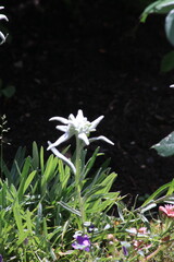Blume Edelweiss