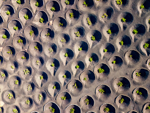Spain, Canary Islands, Aerial view of volcanic vineyard onLanzaroteisland