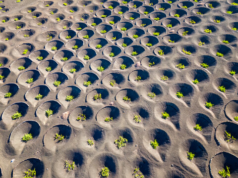 Spain, Canary Islands, Aerial view of volcanic vineyard on Lanzarote island