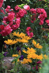 Gelbe Blumen im Garten