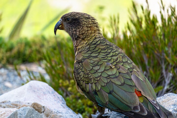 Two kea parrots blend into the dense green foliage of a forest. The birds are partially hidden, creating a natural camouflage effect in their wild habitat.