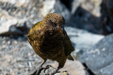 Close-up portrait of a Kea, the world's only alpine parrot, perched on a rock in its natural habitat.