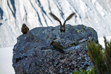 Three Kea parrots perched and taking flight from a rock in the mountains of New Zealand, with a snowy backdrop.