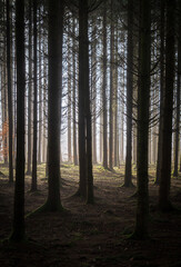 Fototapeta premium The Real Easy Company Foxholes Bois Jaques, Bastogne, Belgium