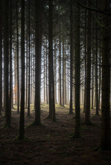 The Real Easy Company Foxholes Bois Jaques, Bastogne, Belgium