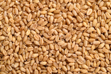 Whole wheat grain texture background, Food ingredient