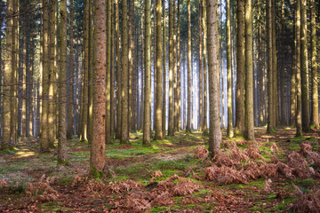 The Real Easy Company Foxholes Bois Jaques, Bastogne, Belgium