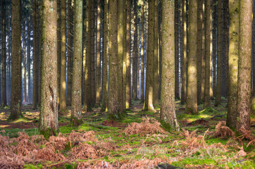 The Real Easy Company Foxholes Bois Jaques, Bastogne, Belgium