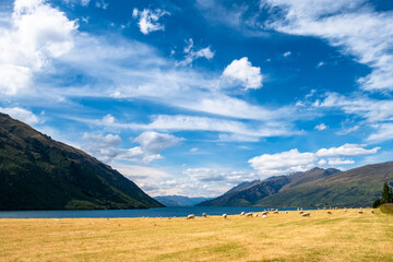 A scenic view of sheep grazing in a wide, open valley near a blue lake, surrounded by mountains. The sky is filled with fluffy clouds, creating a peaceful rural scene ideal for agricultural or pastor