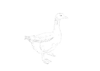 bird, dove, pigeon, peace, animal, illustration, vector, symbol, silhouette, wing, flying, love, nature, duck, fly, art, design, freedom, feather, branch, holy, icon, sign, spirit, goose