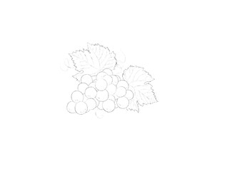 flower, vector, illustration, nature, design, floral, decoration, pattern, art, plant, drawing, leaf, seamless, ornament, flowers, element, vintage, symbol, card, wallpaper, rose, frame, texture, food