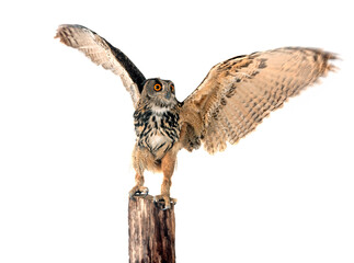Eurasian eagle-owl in studio