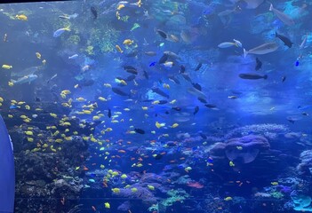 school of fish