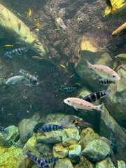 fish in aquarium
