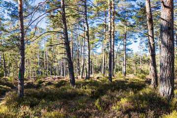 Naklejka premium Wald in Moorgegend in Oberbayern