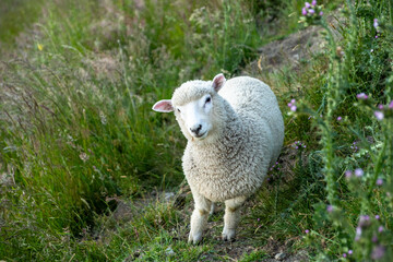 Obraz premium A curious sheep stands on a grassy hillside, surrounded by lush vegetation and purple wildflowers, creating a serene rural scene.