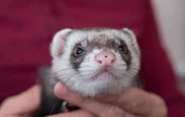 Portrait of cute and tired domestic pet ferret resting in her owner's hands. Woman and a pet concept.