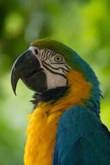The blue-and-yellow macaw (Ara ararauna), also known as the blue-and-gold macaw, portrait on a green background.