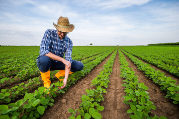 Portrait of farmer who is cultivating soybean. He is examining plants.