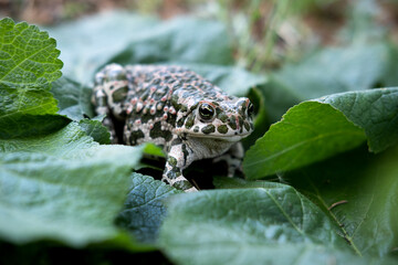 The European green toad (Bufotes viridis), Crimea