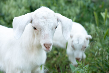 White goat in the garden eats young succulent grass, breeding goats