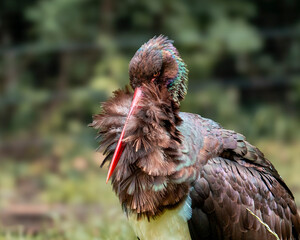 Portrait von einem Schwarzstorch