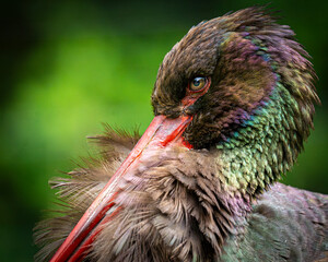 Portrait von einem Schwarzstorch