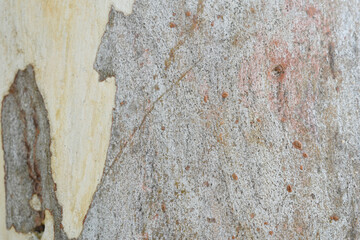 Eucalyptus tree bark texture, Bark of eucalyptus tree, seamless texture, a eucalyptus tree bark texture background image