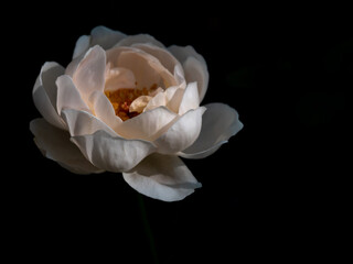 Shape and colors of rose that bloom in the garden