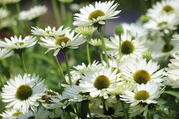 Obraz premium Echinacea, flower plant commonly known as coneflower.