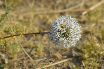 Echinops sphaerocephalus, Echinops sphaerocephalus known as Great Globe Thistle or Pale Globe...